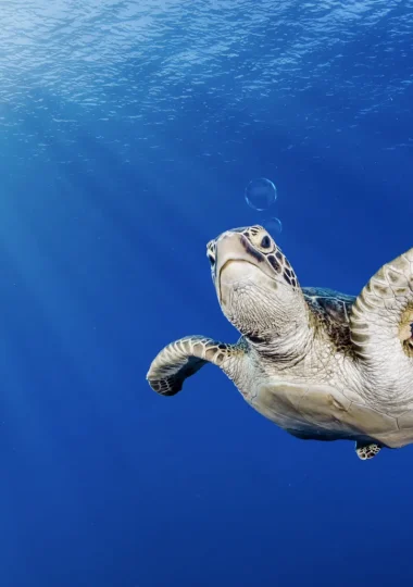 Vacanze per i sub nelle Isole di Tahiti