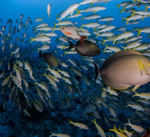 La faune marine de Fakarava © Frédérique Legrand