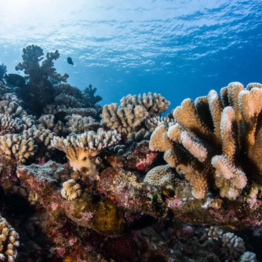 I coralli nelle Isole di Tahiti