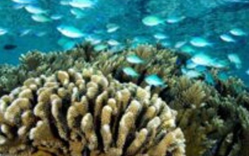 Viaggio a Bora Bora e Taha’a: due giardini di coralli