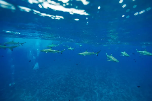 Observation de requins © Grégoire Le Bacon