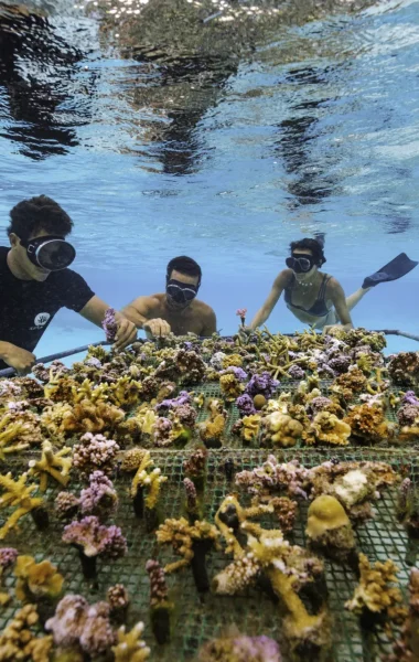 Bouturage de corail à Moorea © Myles McGuinness