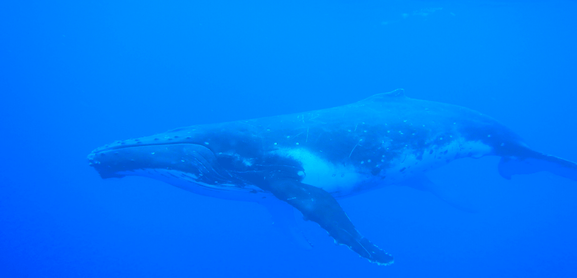 https://tahititourisme.it/wp-content/uploads/2018/03/mooreaactivitiescenterwhaleswatching_1140x5502-min.png