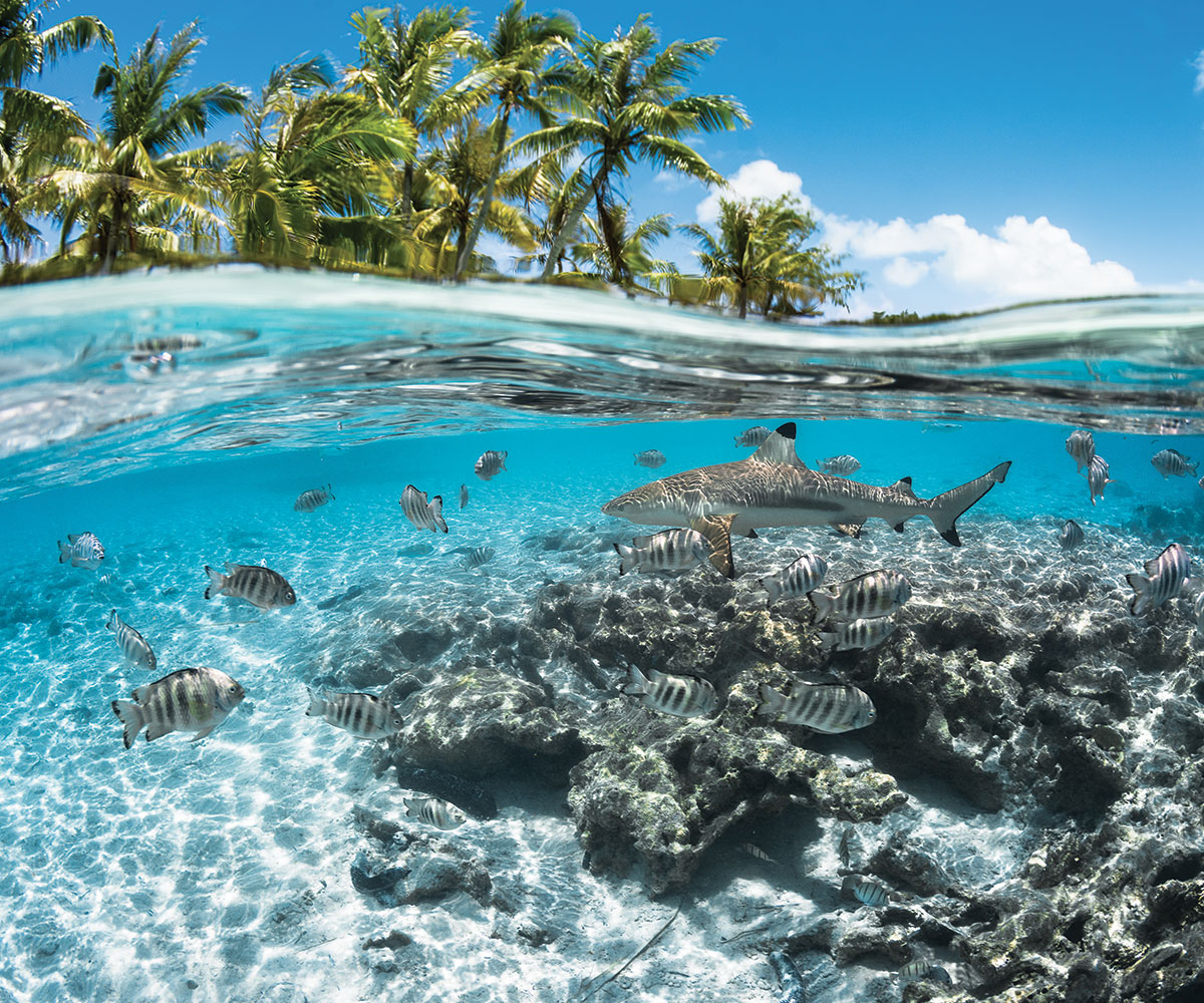 https://tahititourisme.it/wp-content/uploads/2021/06/sejours-plongees-aquatiki-fakarava-requin-e-tahiti-travel-3-1.jpeg
