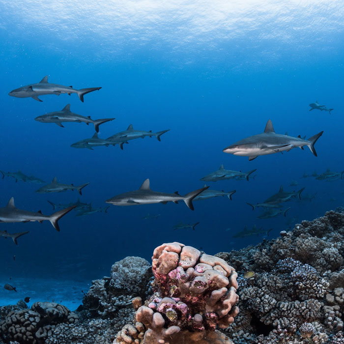 https://tahititourisme.it/wp-content/uploads/2021/09/Fakarava-Sharks-Greg-Lecoeur-Top-Dive700.jpg